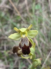 Ophrys fusca