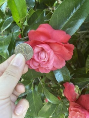Camellia