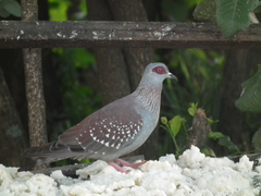 Columba guinea