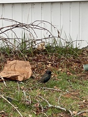 Sturnus vulgaris
