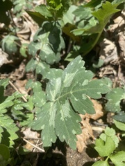 Hydrophyllum appendiculatum