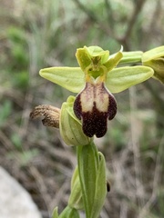 Ophrys fusca
