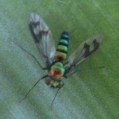 Condylostylus occidentalis