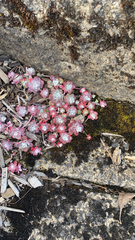Sedum spathulifolium