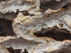 Rigidoporus corticola