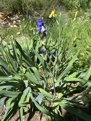 Iris