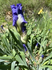 Iris