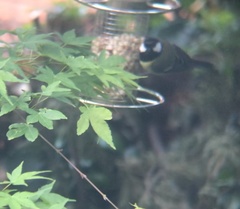 Parus major