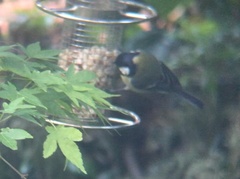 Parus major
