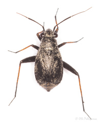 Orthocephalus saltator