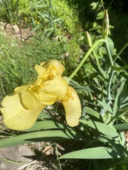 Iris