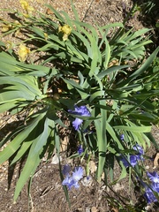 Iris