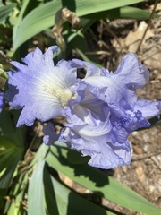 Iris