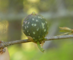 Dryocosmus quercuslaurifoliae