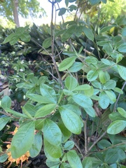 Rhododendron calendulaceum