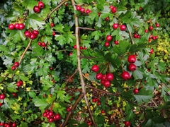 Crataegus monogyna