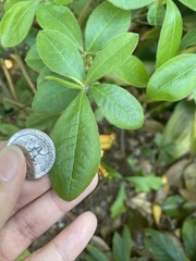 Rhododendron calendulaceum