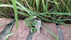 Campanula erinus