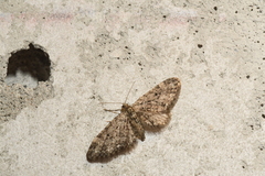 Eupithecia annulata