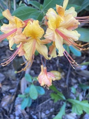 Rhododendron calendulaceum