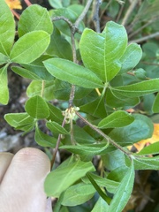 Rhododendron calendulaceum