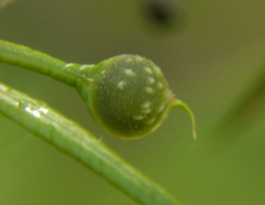 Dryocosmus quercuslaurifoliae