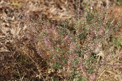 Lepidium virginicum
