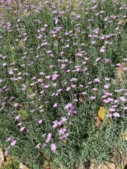 Dianthus chinensis