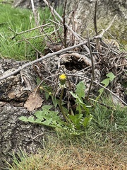 Taraxacum