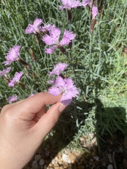 Dianthus chinensis