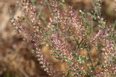 Lepidium virginicum