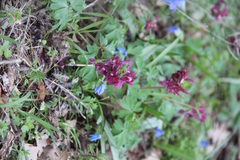 Corydalis caucasica