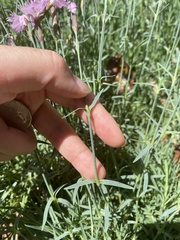 Dianthus chinensis