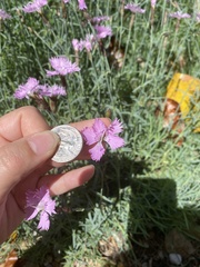 Dianthus chinensis