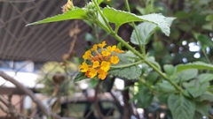 Lantana camara