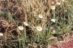 Erigeron