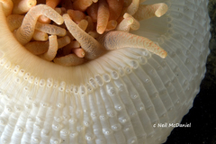 Cribrinopsis fernaldi