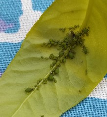 Aphis spiraecola