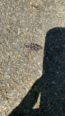 Chalcophora virginiensis