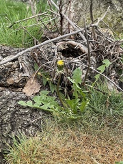 Taraxacum