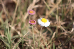 Erigeron