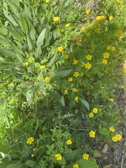 Ranunculus sardous