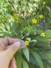 Ranunculus sardous