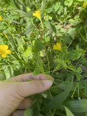 Ranunculus sardous
