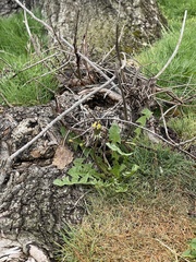 Taraxacum
