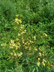 Tagetes terniflora