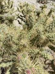 Cylindropuntia sanfelipensis