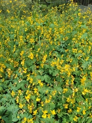 Tropaeolum seemannii