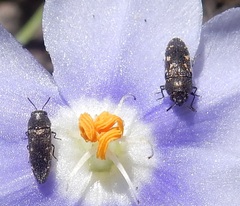 Acmaeodera tubulus