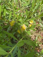 Magnoliopsida